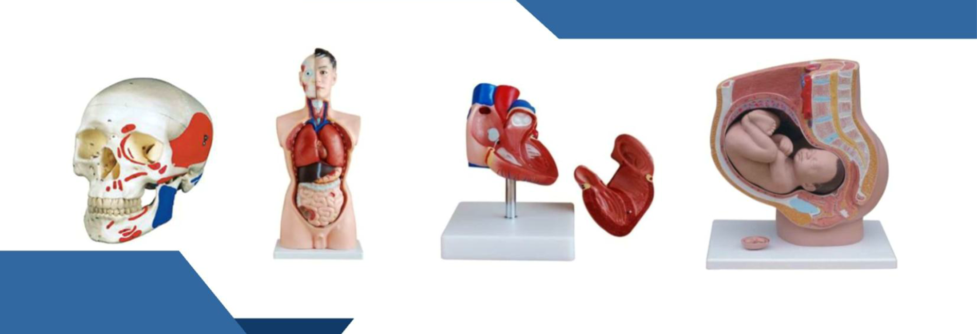 Alat Peraga Kesehatan Manekin Kesehatan Manekin Pendidikan Kesehatan Kedokteran Keperawatan